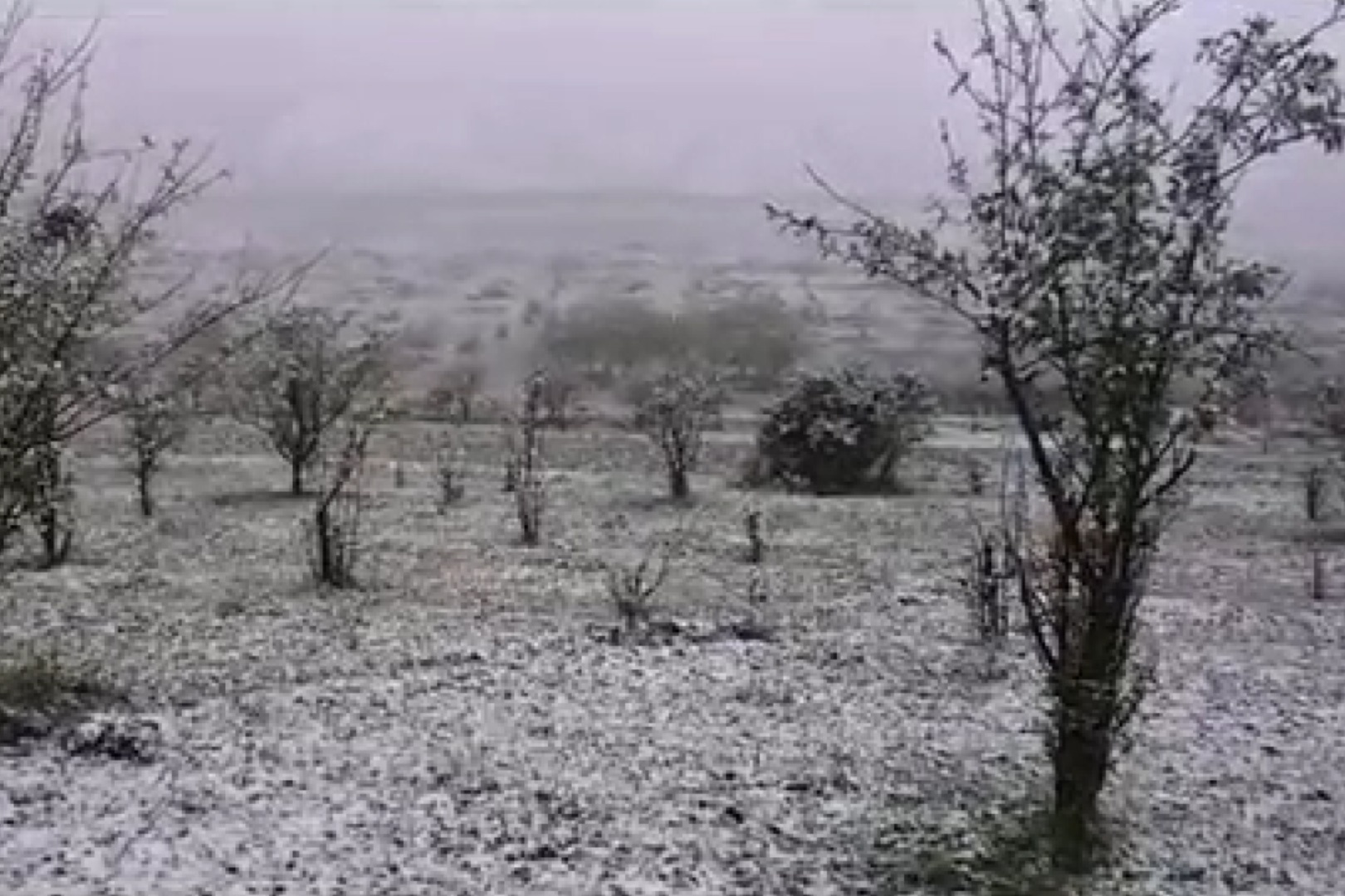 فیلم | بارش برف در مشگین‌شهر