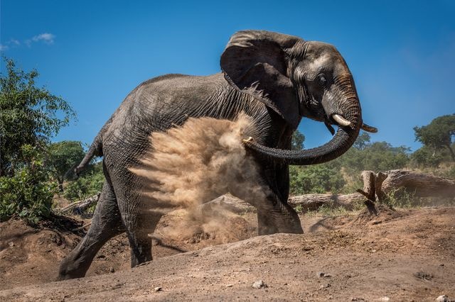 عکس | حمام خاک یک فیل در عکس روز نشنال جئوگرافیک