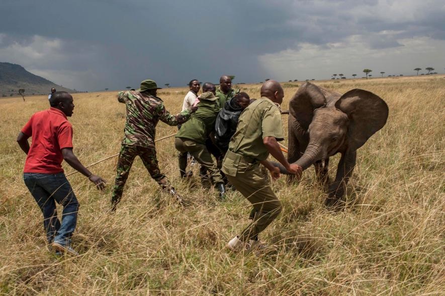 تصاویر | مراحل جالب گرفتن یک فیل با دست خالی!