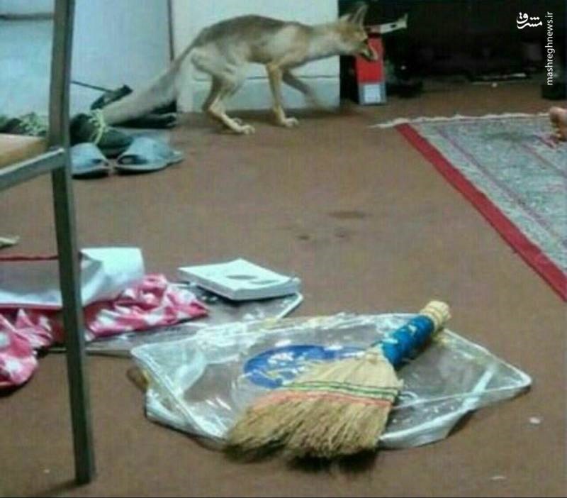 عکس | ورود روباه به یک خوابگاه دانشجویی در یزد