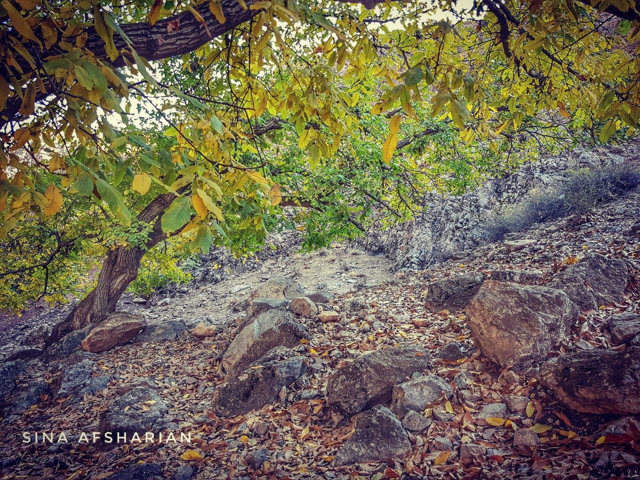 دوستَک، تابلوی نقاشی طبیعت از پاییز