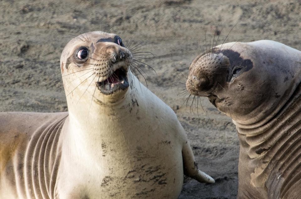 تصاویر | کمدی در دنیای حیوانات که با دیدن آن‌ها لبخند می‌زنید