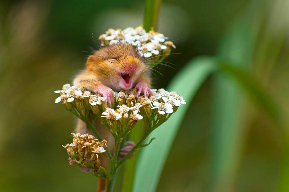 تصاویر | کمدی در دنیای حیوانات که با دیدن آن‌ها لبخند می‌زنید