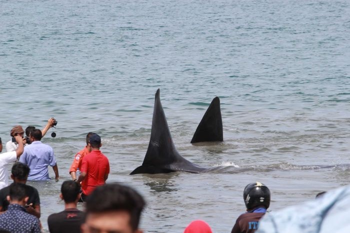 تصاویر | نجات ۶ نهنگ به گل نشسته در سواحل اندونزی