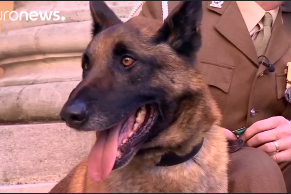 فیلم | اهدای برجسته‌ترین نشان‌ افتخار به سگ ارتش بریتانیا!