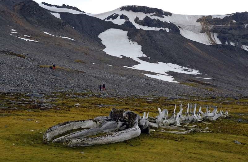 تصاویر | سفری به قطب جنوب در گرم‌ترین روزهای سال