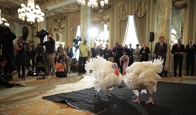 تصاویر | هتل مجللی که بوقلمون‌های جشن شکرگزاری کاخ سفید در آن اقامت دارند