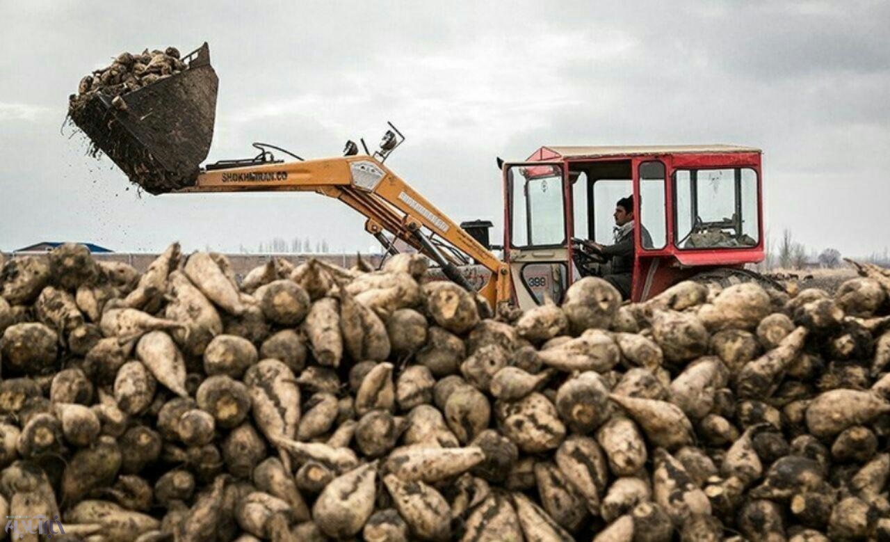 31هزار تُن چغندر از کشاورزان سقزی خریداری شد