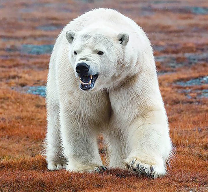 تصاویر | حمله ۲۳۰ خرس‌ قطبی به لاشه یک نهنگ غول‌پیکر 