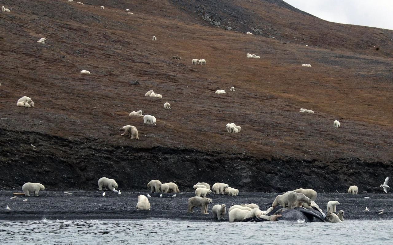 تصاویر | حمله ۲۳۰ خرس‌ قطبی به لاشه یک نهنگ غول‌پیکر 