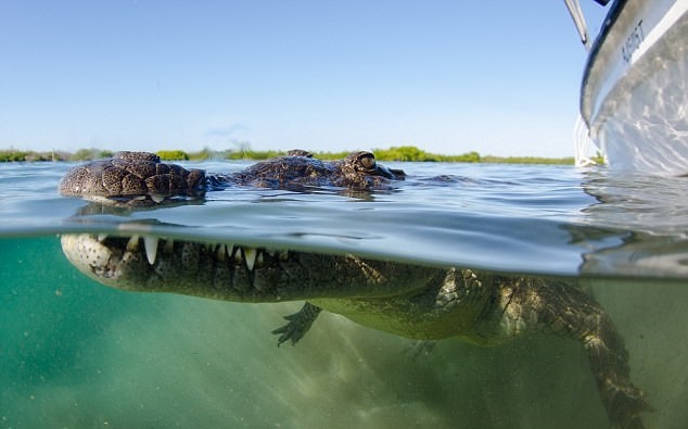 تصاویر | شجاعت یک عکاس برای ثبت لبخند تمساح