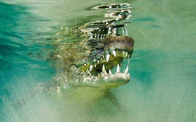 تصاویر | شجاعت یک عکاس برای ثبت لبخند تمساح