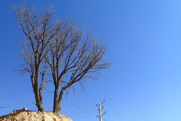 فیلم | خشکاندن درختان بلوط توسط زمین خواران در جاده کمربندی یاسوج