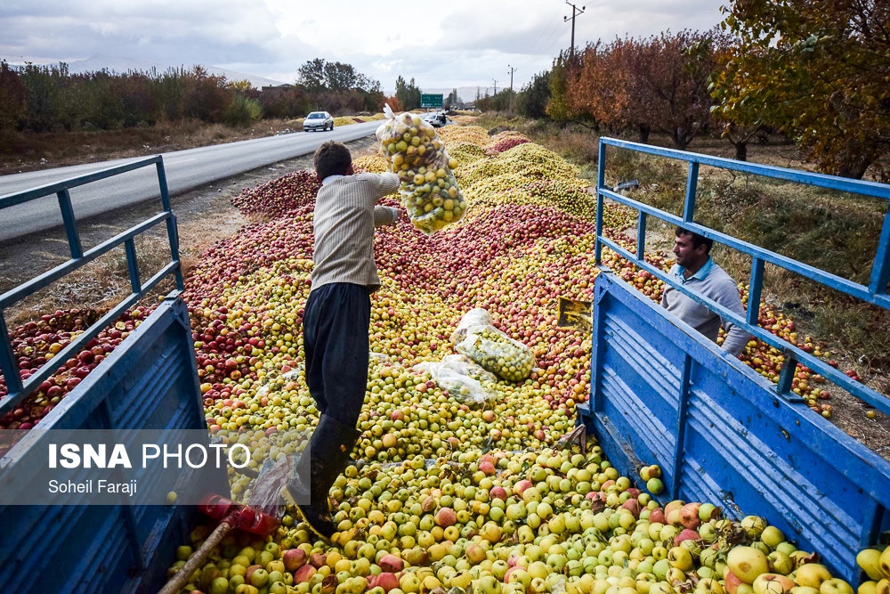 تصاویر | سیب‎های محبوبی که دیگر خریدار ندارند