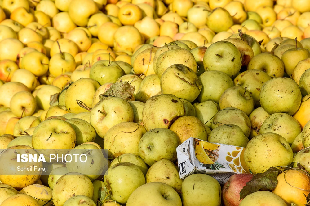 تصاویر | سیب‎های محبوبی که دیگر خریدار ندارند