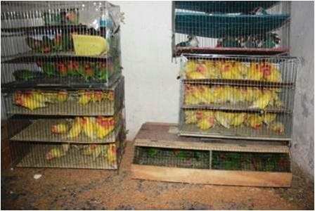 253 قطعه پرنده زینتی در مرز سراوان کشف شد