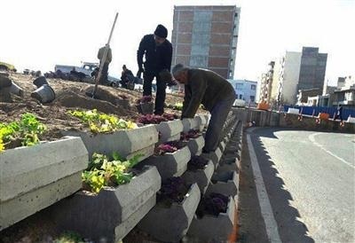 کاشت گلهای فصلی مقاوم به سرما در شهر اردبیل