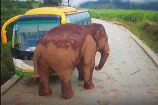 فیلم | لحظه حمله یک فیل به اتوبوس در چین از نگاه راننده