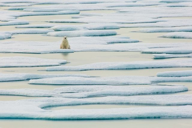 عکس | امیدهای آخر خرس قطبی در عکس روز نشنال جئوگرافیک