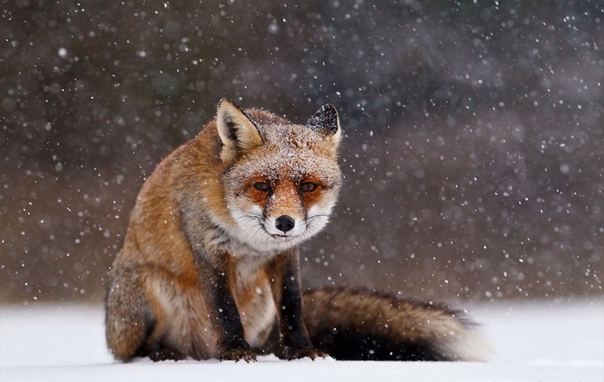 تصاویر | علاقه عجیب روباه‌ها به هوای برفی