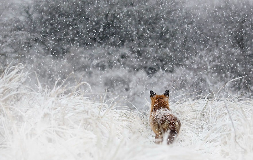 تصاویر | علاقه عجیب روباه‌ها به هوای برفی