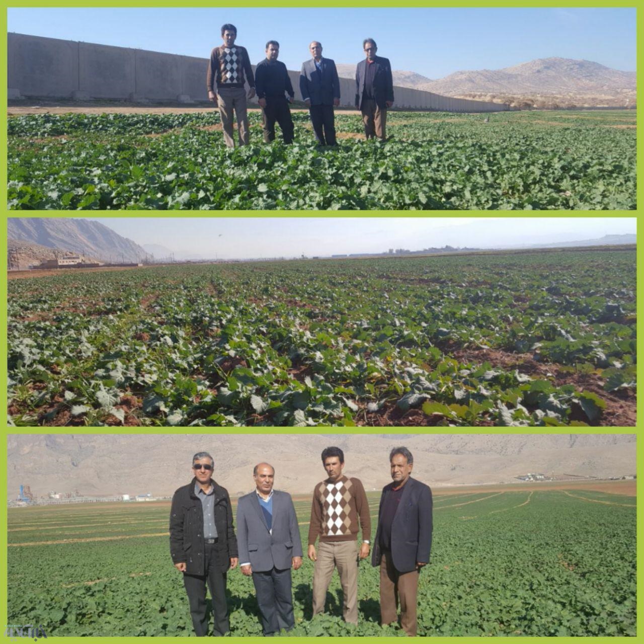 کشت فنی کلزا و تضمین توسعه کشت دانه های روغنی در خرم آباد