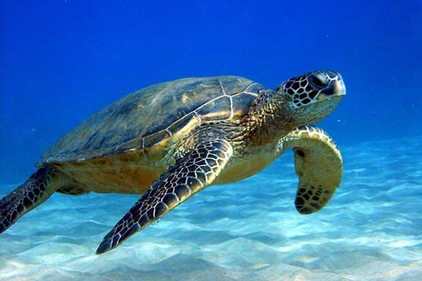 فیلم | نجات یک لاک‌پشت از بین ۸۰۰ کیلوگرم کوکائین شناور