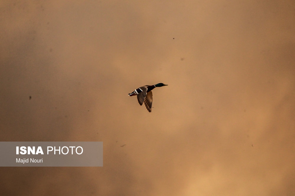 تصاویر | آتش‌سوزی در تالاب میقان اراک