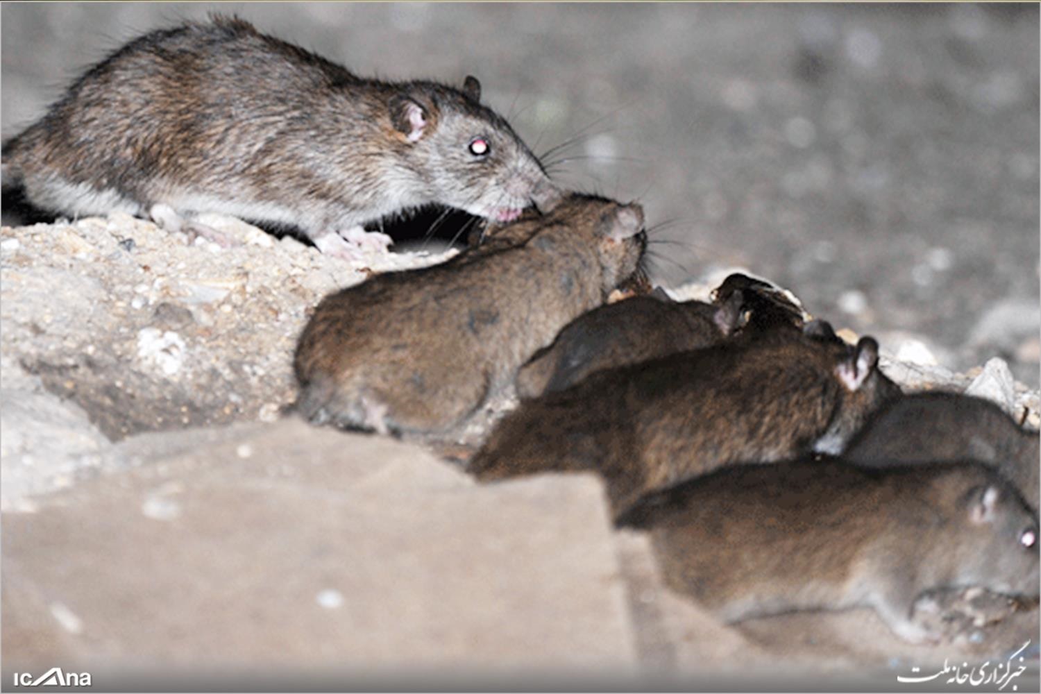موش‌های آدم‌خوار در انتظار زلزله‌زدگان تهرانی!/ بازگشت ۷۰ میلیون موش از لانه‌هایشان به‌روی زمین