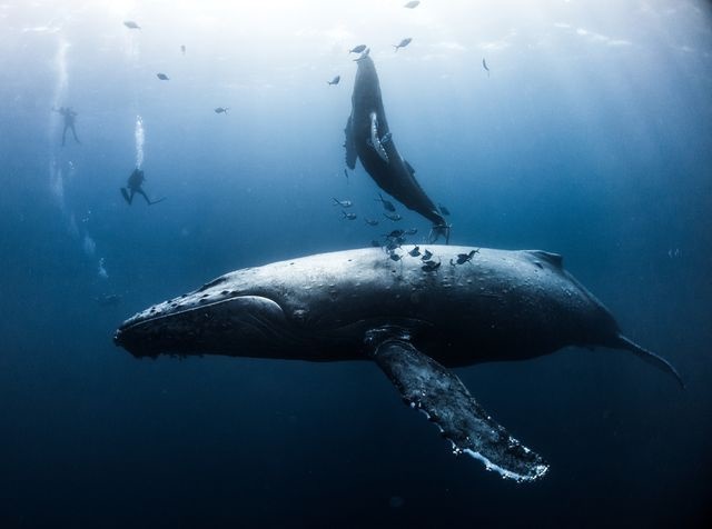 عکس | کلاس درس نهنگ گوژپشت در عکس روز نشنال جئوگرافیک