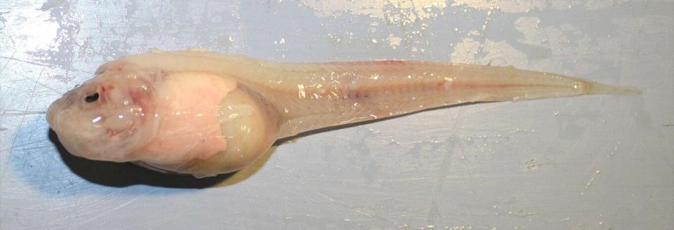 کشف یک گونه ماهی جدید در عمق ۸ کیلومتری دریا