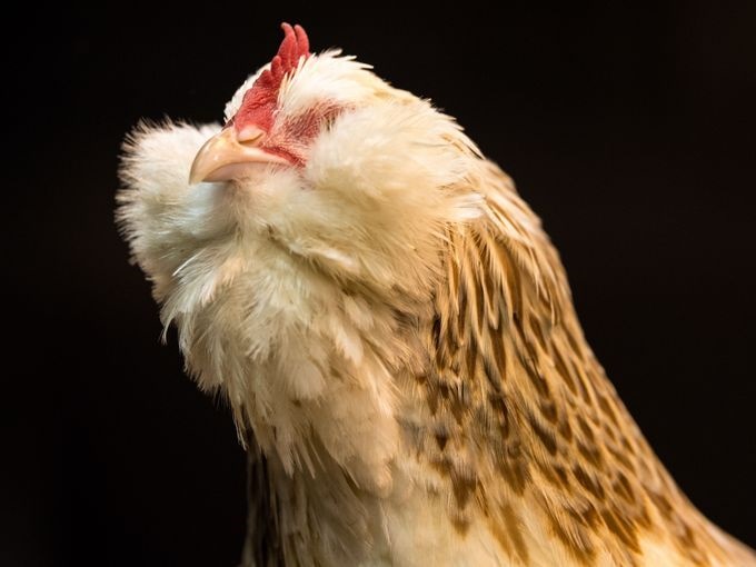 تصاویر | مسابقه‌ای برای انتخاب برترین مرغ و خروس‌ها در بریتانیا