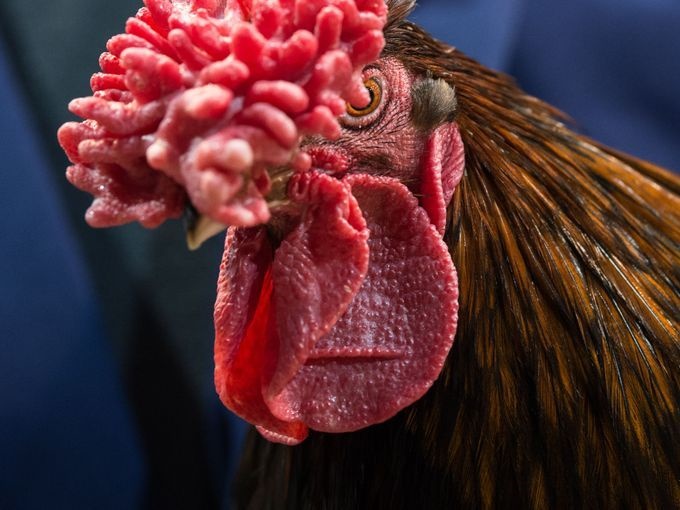 تصاویر | مسابقه‌ای برای انتخاب برترین مرغ و خروس‌ها در بریتانیا
