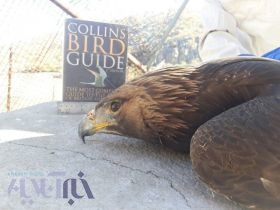 رهاسازی یک بهله عقاب طلایی در خرم‌آباد