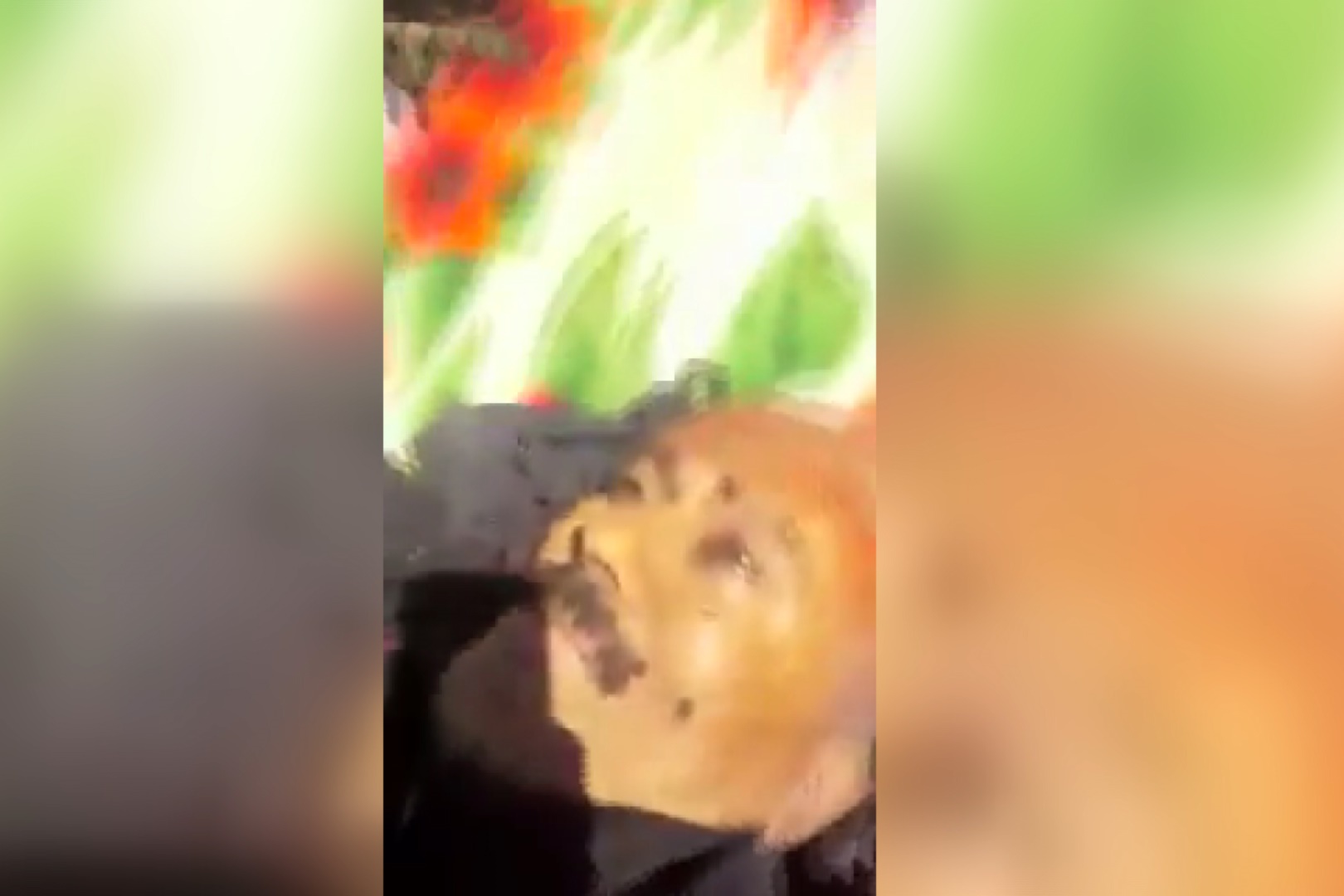 اولین فیلم منتشرشده از جسد علی عبدالله صالح، رئیس‌جمهور سابق یمن (۱۴+)