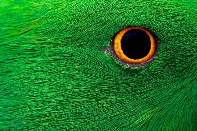 چشمان زیبای پرنده در عکس روز نشنال جئوگرافیک 