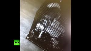 فیلم | فرار هاسکی باهوش از قفس 