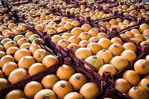 تلاش بر تهیه و توزیع بهترین میوه برای البرزی ها در شب عید