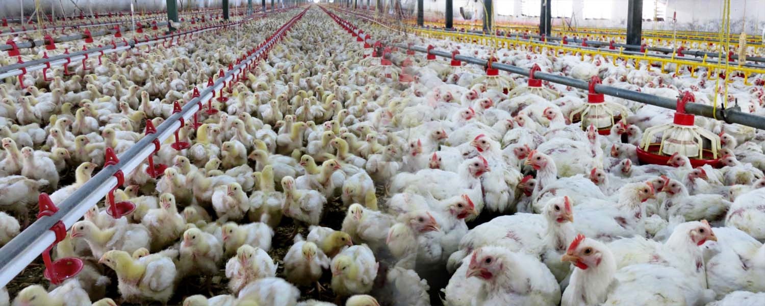 عامل گرانی قیمت مرغ کیست؟