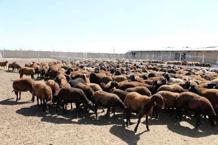 استقبال دامداران کشور از گوسفند افشاری اصلاح نژادی زنجان