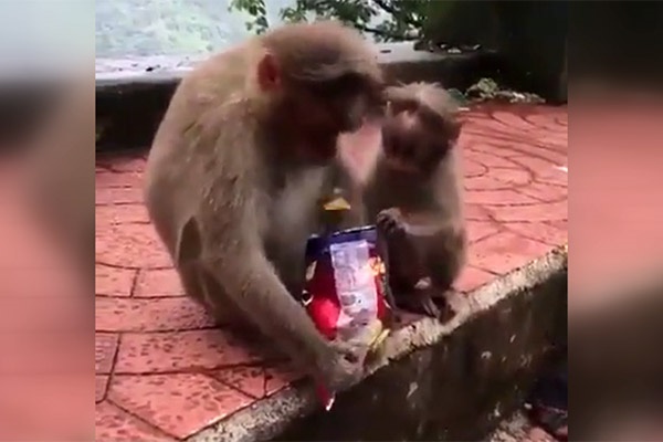 فیلم | دعوای یک میمون با فرزندش بر سر چیپس