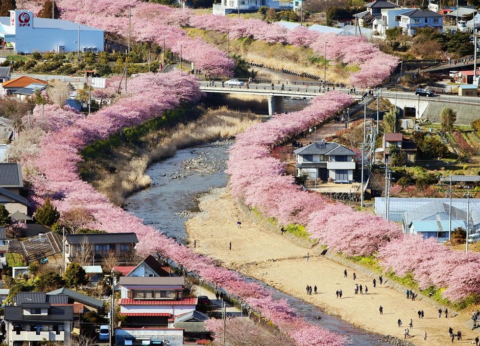 عکس | شکوفه‌های زودهنگام ساکورا در ژاپن