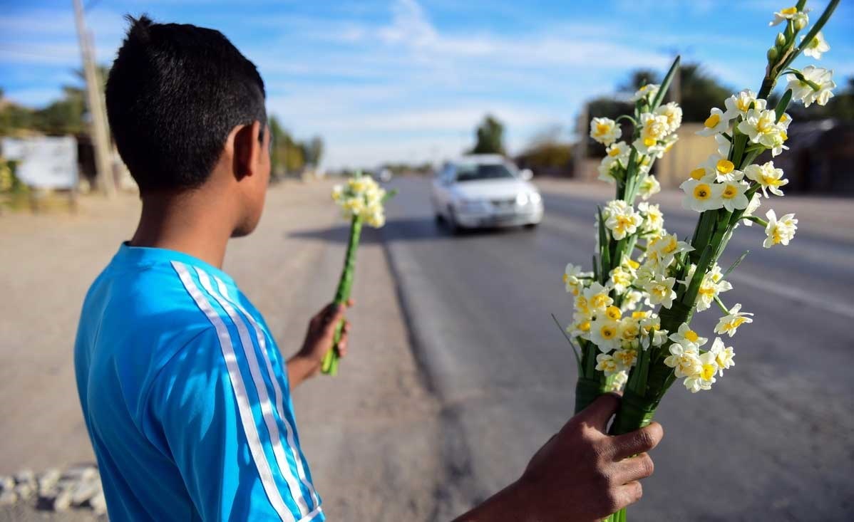 تصاویر | آغاز برداشت گل نرگس در خفر فارس