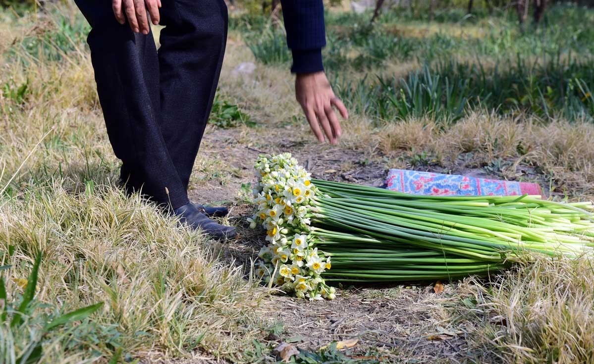 تصاویر | آغاز برداشت گل نرگس در خفر فارس