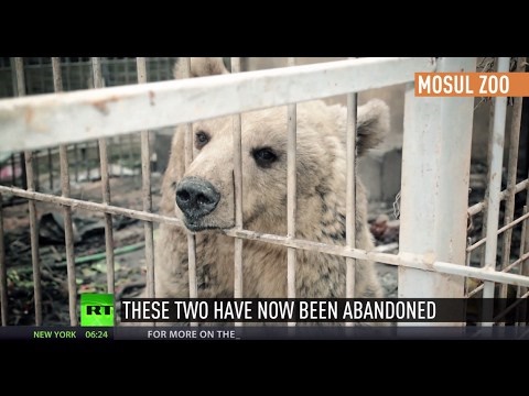 فیلم | خرس و شیر گرسنه باغ‌وحش موصل در آستانه مرگ
