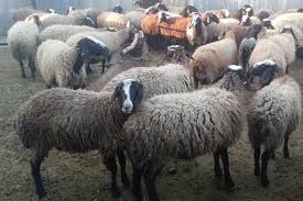 گوسفند مشکوک به هاری در شهرستان فامنین همدان معدوم شد