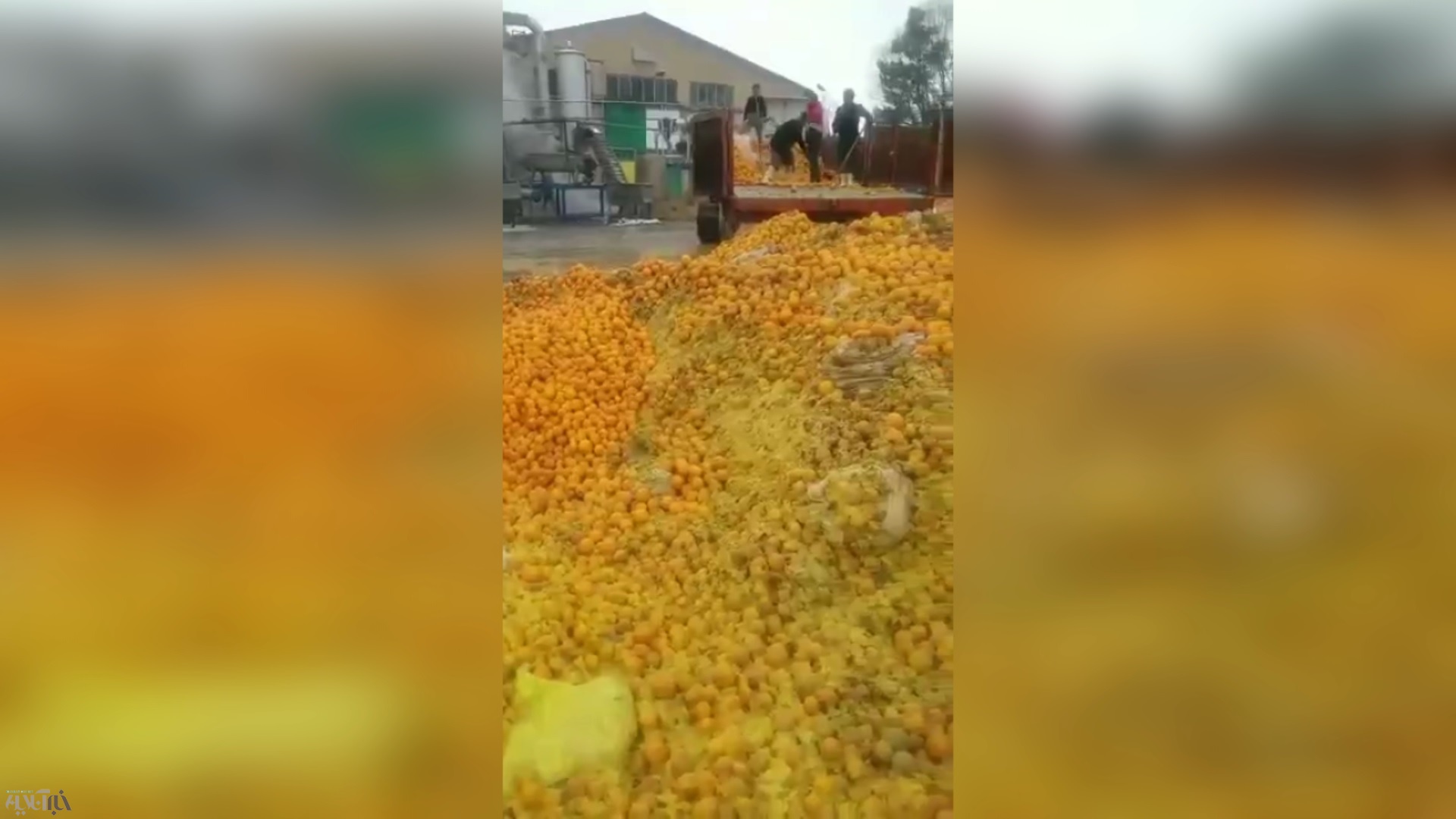 فیلم | فاجعه بهداشتی در یک کارخانه تولید آب پرتقال طبیعی!