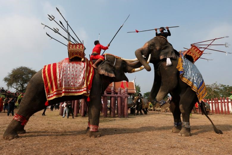 عکس | مبارزه مردان فیل‌سوار در روز ملی فیل‌های تایلند‌ی