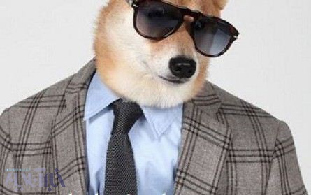 فیلم | این سگ، مدل حرفه‌ای لباس مردانه و میلیونر است!