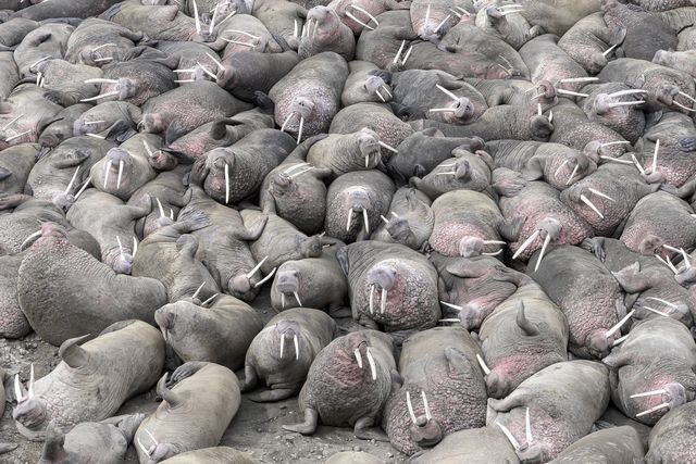 عکس | استراحت دستجمعی گرازهای دریایی‌ در عکس روز نشنال جئوگرافیک